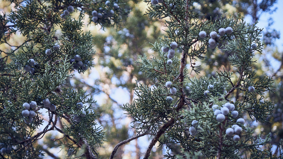 What Makes Gin, Gin? The Importance of Juniper Berries in Gin