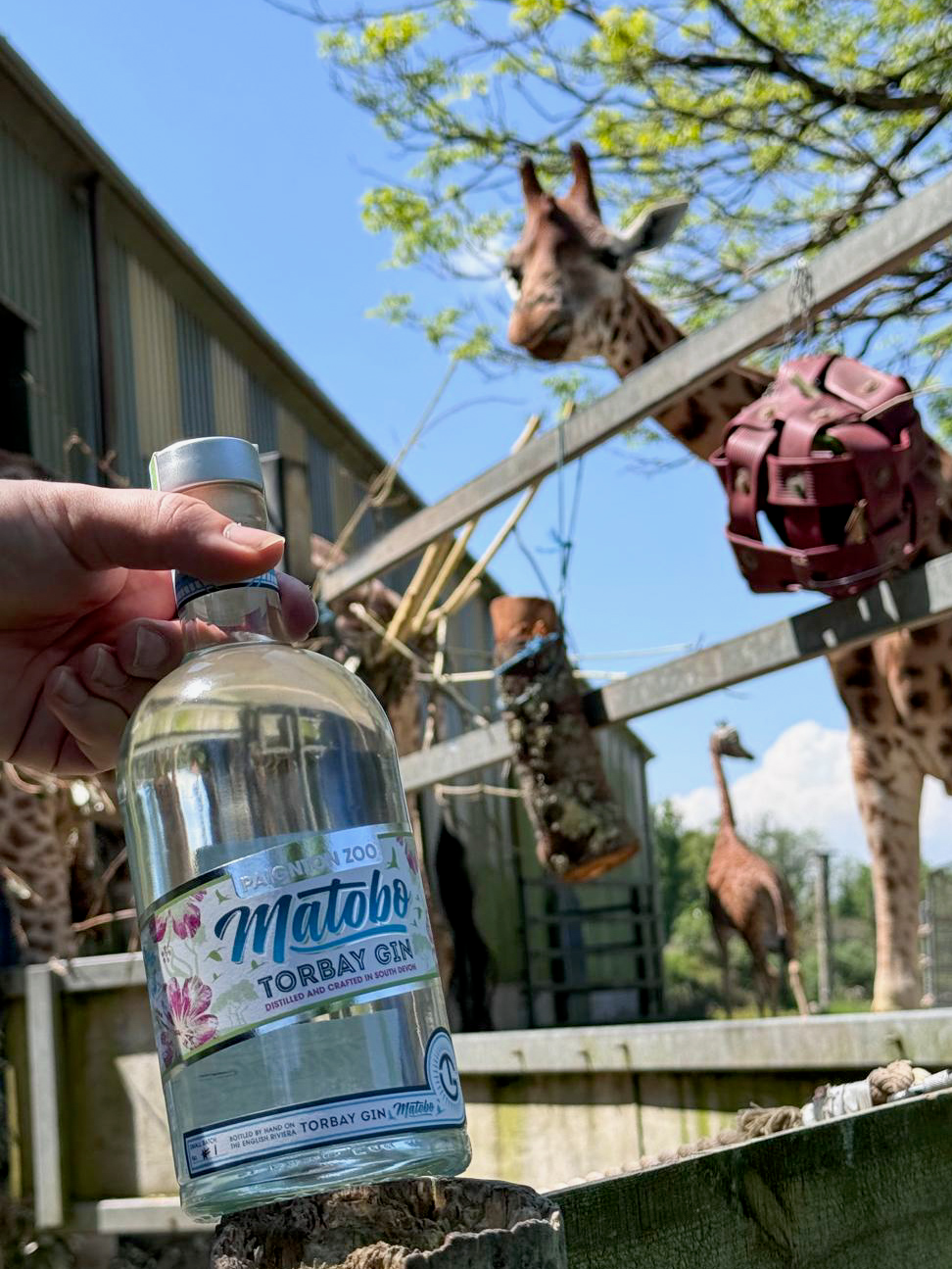 Matobo Gin With Giraffe at Paignton Zoo