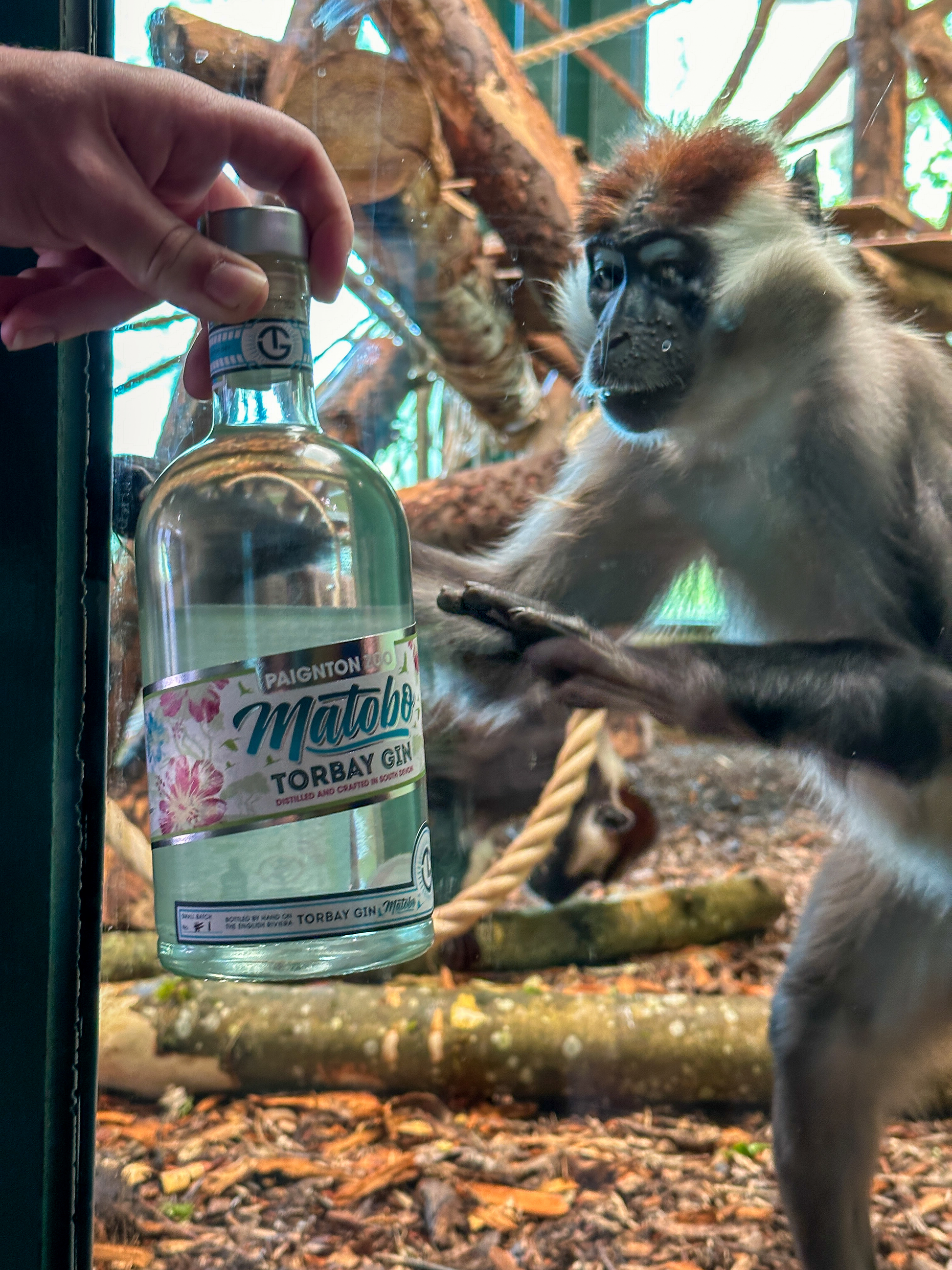 Matobo Gin With Monkey in Paignton Zoo Enclosure