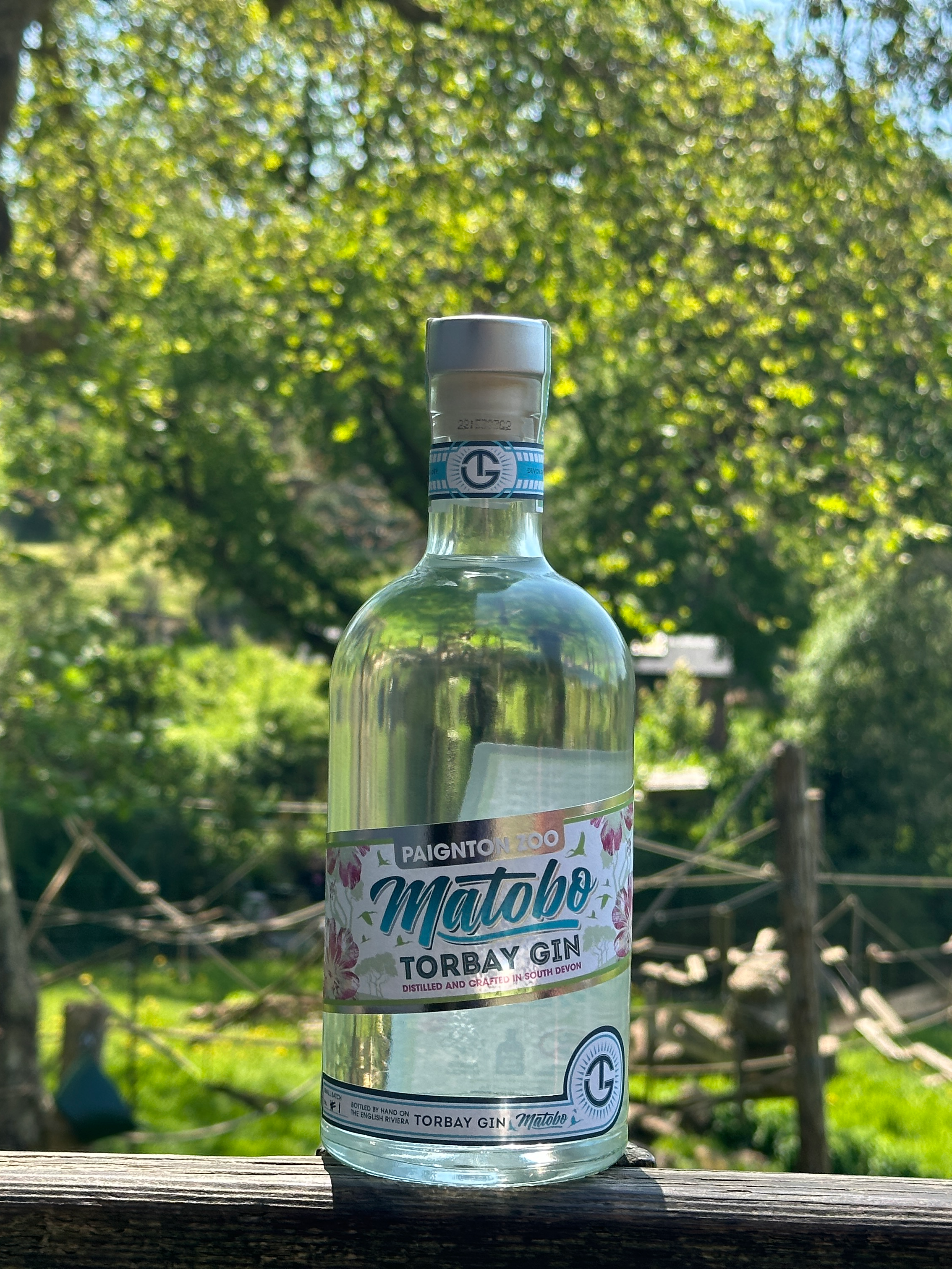 Matobo Gin Outside Paignton Zoo Monkey Enclosure