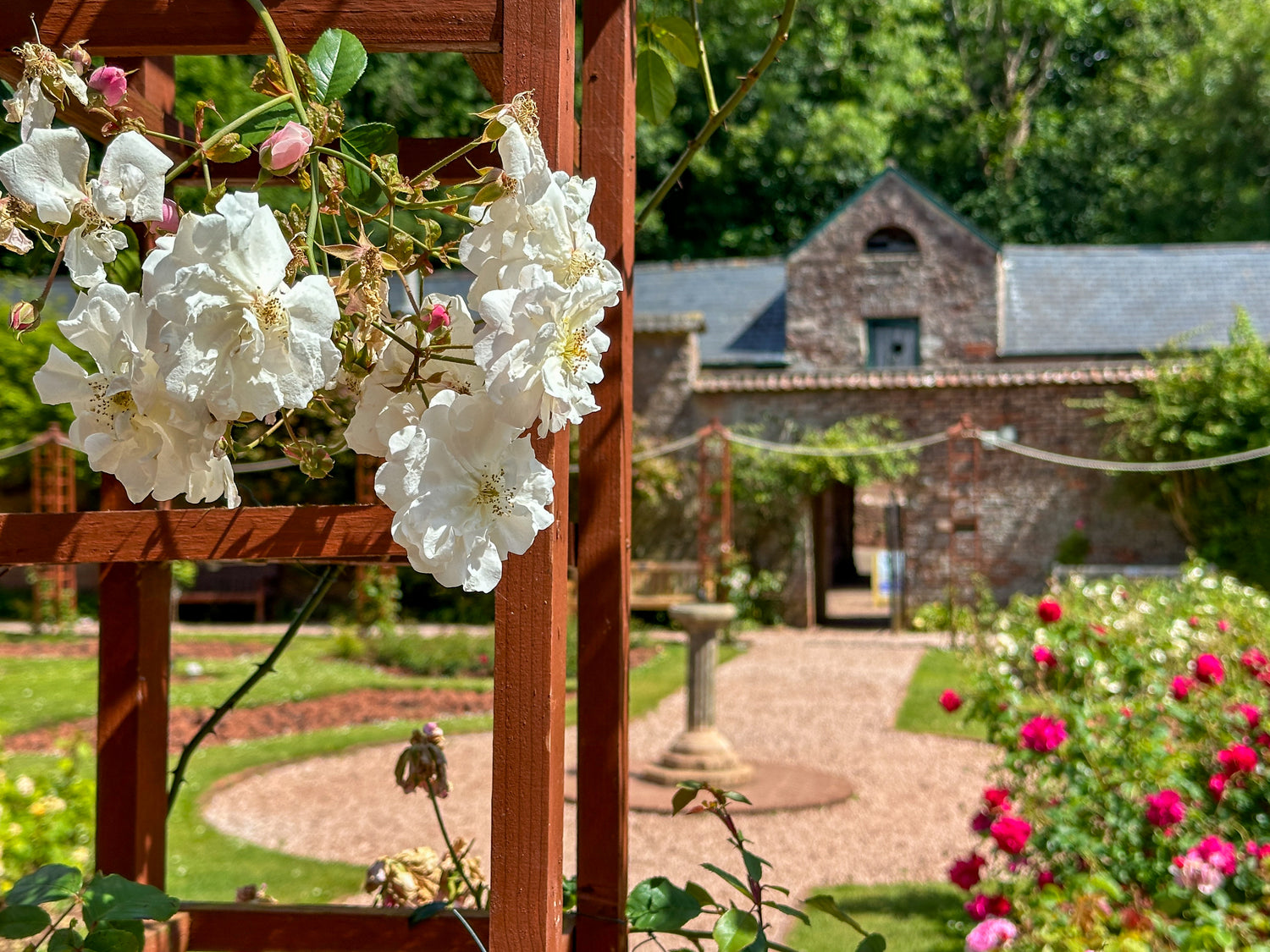 Close up of white rose in Cockington Rose Garden