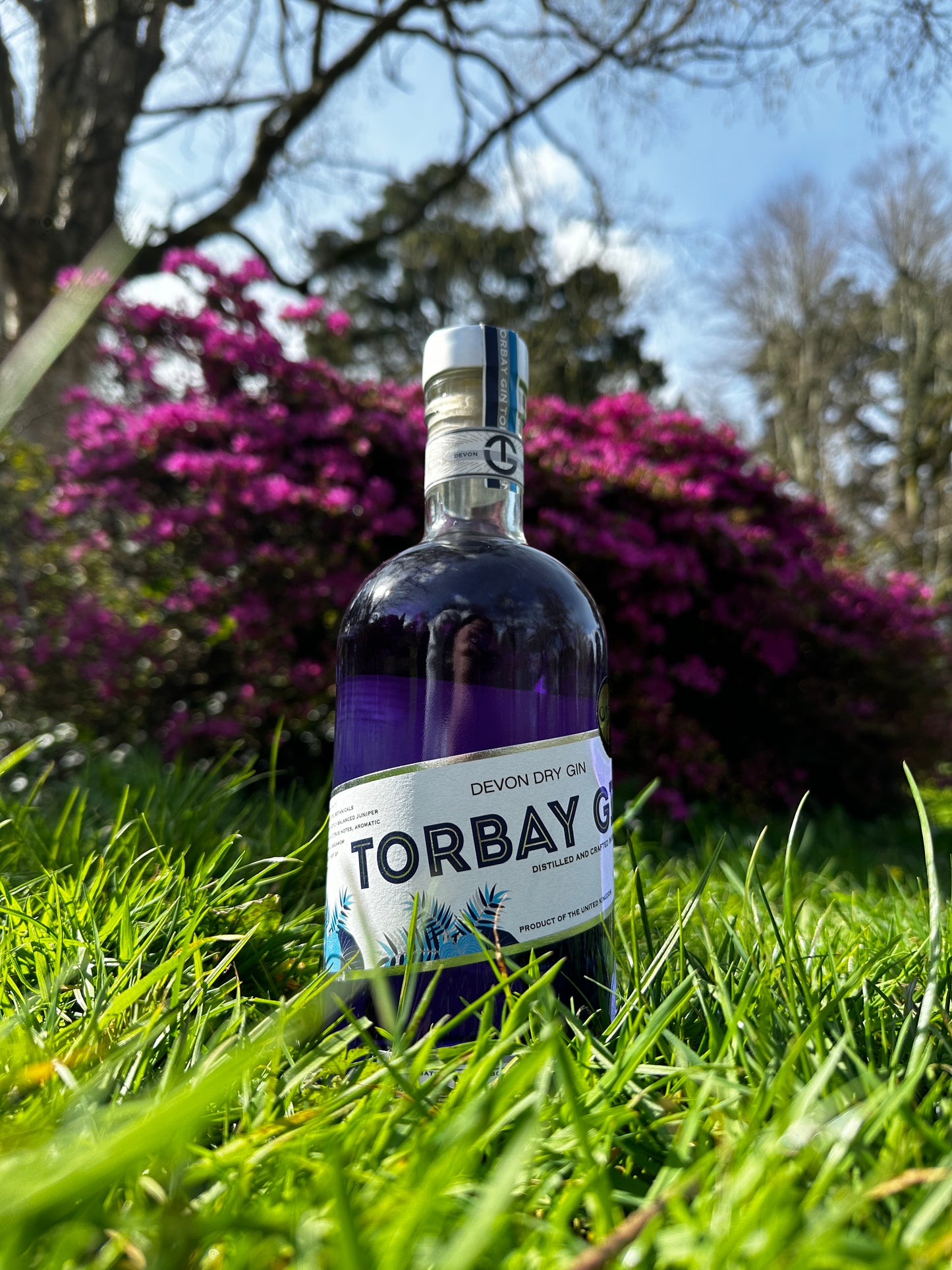 Torbay Gin colour changing on the grass in Cockington in front of pink flowers