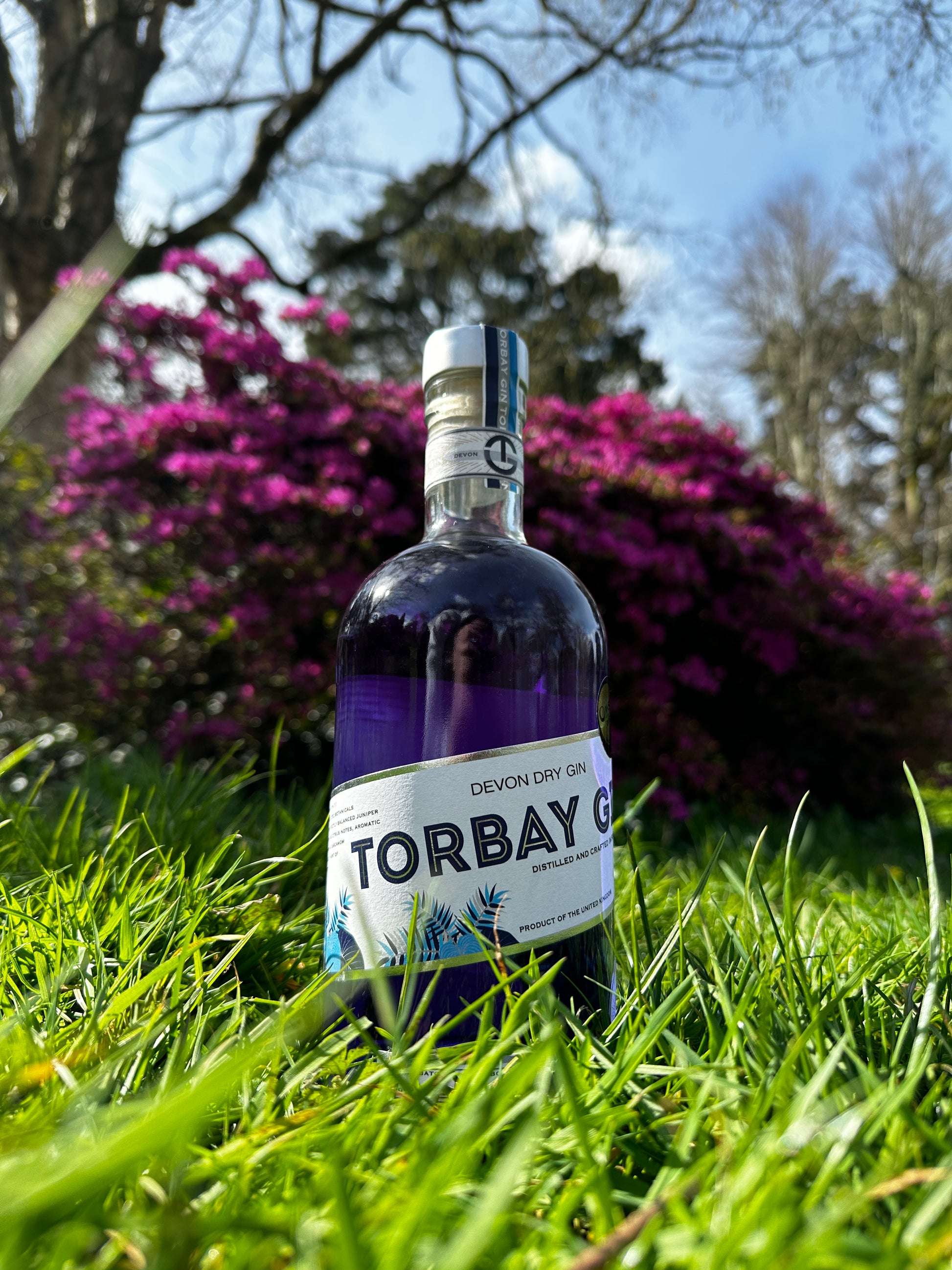 Torbay Gin colour changing on the grass in Cockington in front of pink flowers